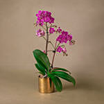 Purple Orchid Designer Plant Pot