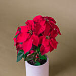 Red Poinsettia Designer Plant Pot