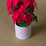 Red Poinsettia Designer Plant Pot