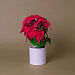 Red & White Poinsettia Designer Plant Pots