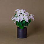 White Poinsettia Designer Plant Pot