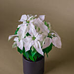 White Poinsettia Designer Plant Pot