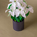 White Poinsettia Designer Plant Pot