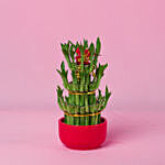 3 Layer Bamboo In Chinese New Year In Red Pot