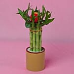 Chinese New Year Bamboo Plant In Brown Pot