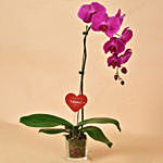 Purple Orchid Single Stem For Valentine