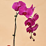 Purple Orchid Single Stem For Valentine