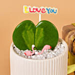 Single Hoya Plant with Ferrero Rocher For Valentine