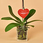 White Orchid Single Stem For Valentine