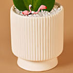 Single Hoya Plant for Valentine With I Love You Table Top For Love