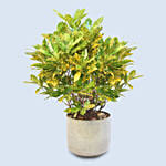 Attractive Graden Croton Plant