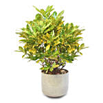 Attractive Graden Croton Plant