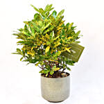 Attractive Graden Croton Plant