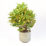 Attractive Graden Croton Plant