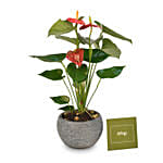 Beautiful Red Anthurium