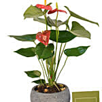 Beautiful Red Anthurium