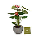 Beautiful Red Anthurium