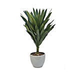 Dracaena Plant In Round Pot