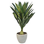 Dracaena Plant In Round Pot