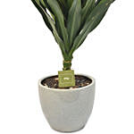 Dracaena Plant In Round Pot