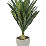 Dracaena Plant In Round Pot