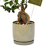 Gracious Ficus Bonsai