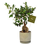 Gracious Ficus Bonsai