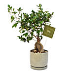 Gracious Ficus Bonsai