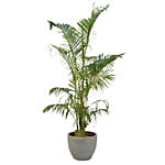 Lovely Areca Palm