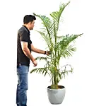 Lovely Areca Palm