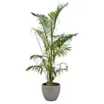 Lovely Areca Palm