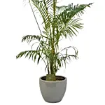 Lovely Areca Palm