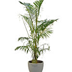 Lovely Areca Palm