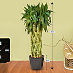 Lucky Spiral Bamboo
