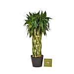 Lucky Spiral Bamboo