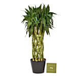 Lucky Spiral Bamboo