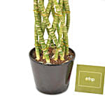 Lucky Spiral Bamboo