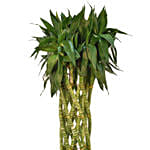 Lucky Spiral Bamboo