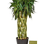 Lucky Spiral Bamboo