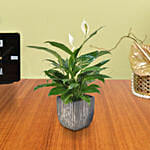 Peace Lily In Designer Pot