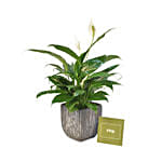 Peace Lily In Designer Pot