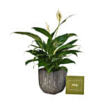 Peace Lily In Designer Pot