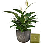 Peace Lily In Designer Pot