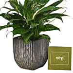 Peace Lily In Designer Pot