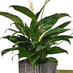 Peace Lily In Designer Pot