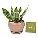 Snake Plant In Designer Pot