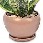 Snake Plant In Designer Pot