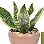 Snake Plant In Designer Pot