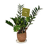 Zamia Plant in Baige Coloured Pot