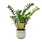 Zamia Plant in Ceramic Mud Coloured Pot